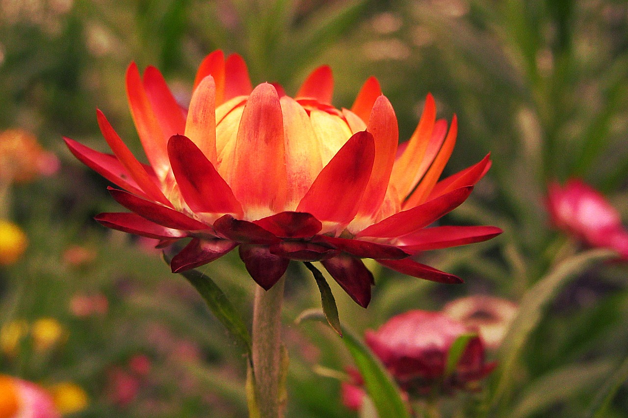 xerochrysum bracteatum  dried flowers  flowers free photo