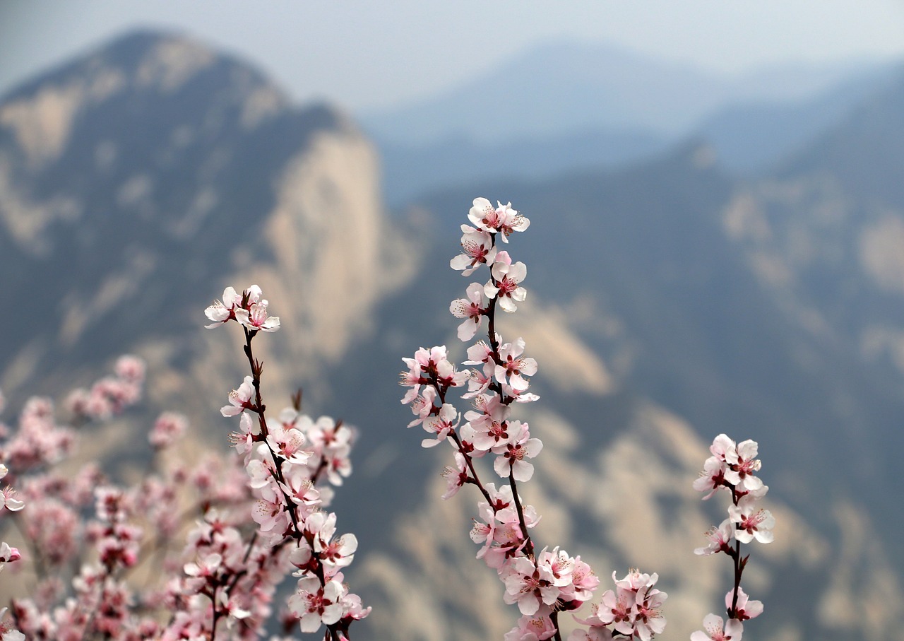 xi'an plum blossom mountain free photo
