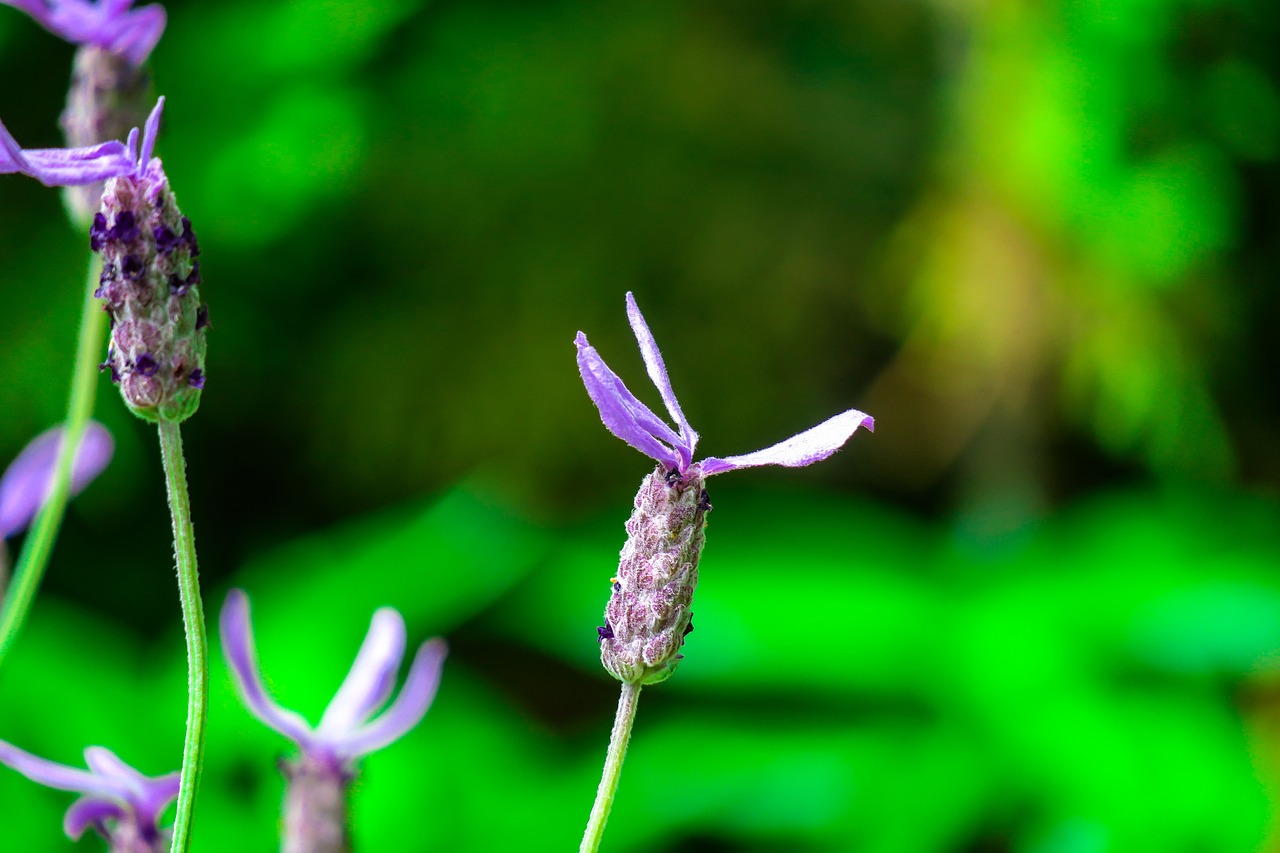 xie  plant  flower free photo