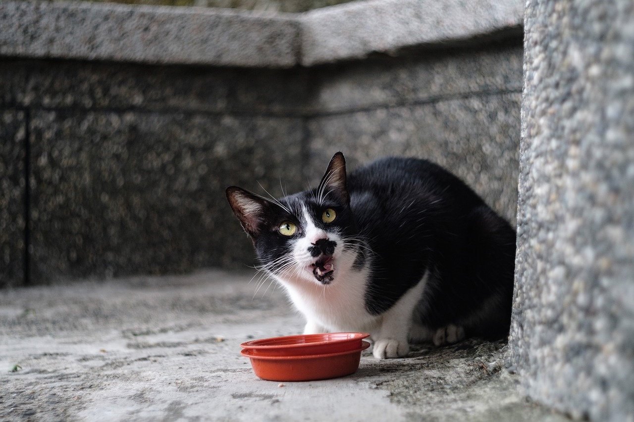 xinbei monkey cave cat free photo