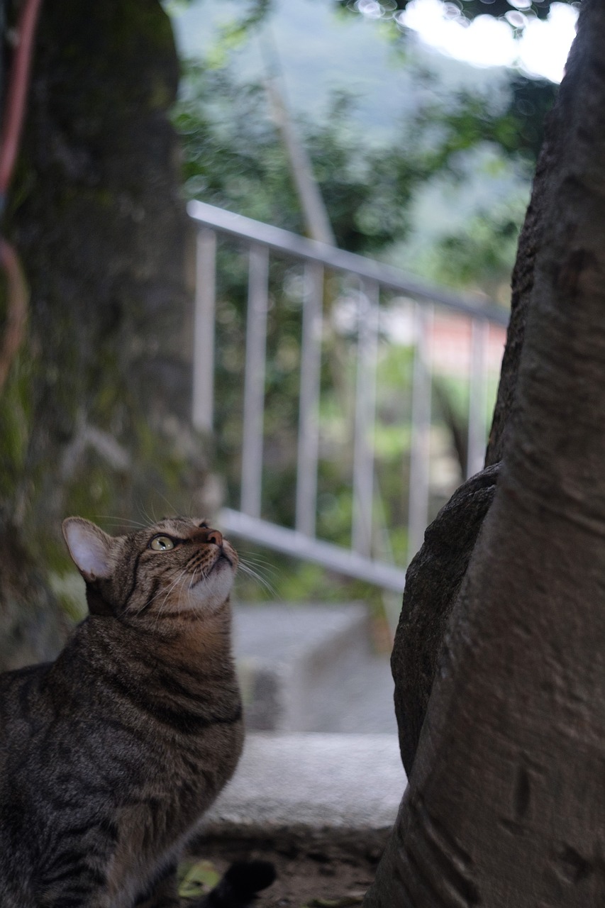 xinbei monkey cave cat free photo