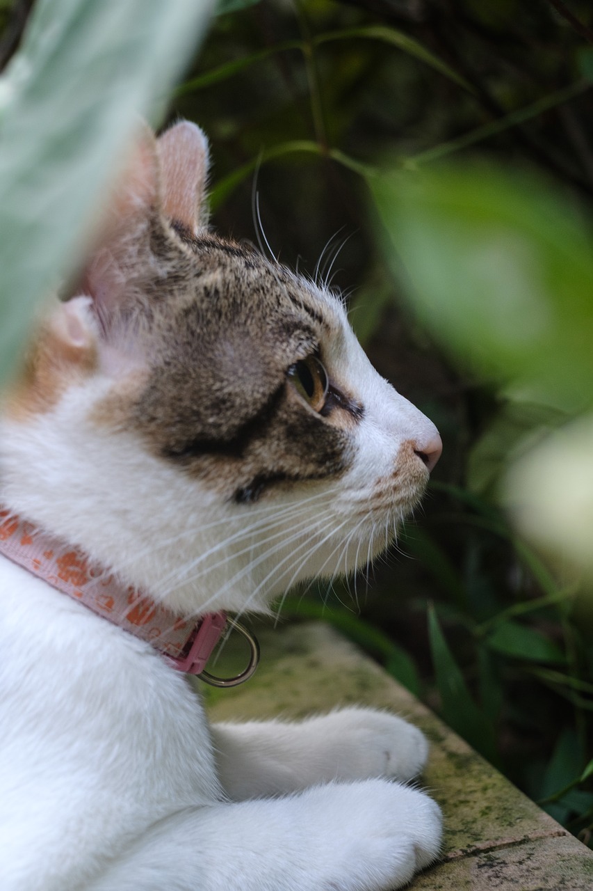 xinbei monkey cave cat free photo