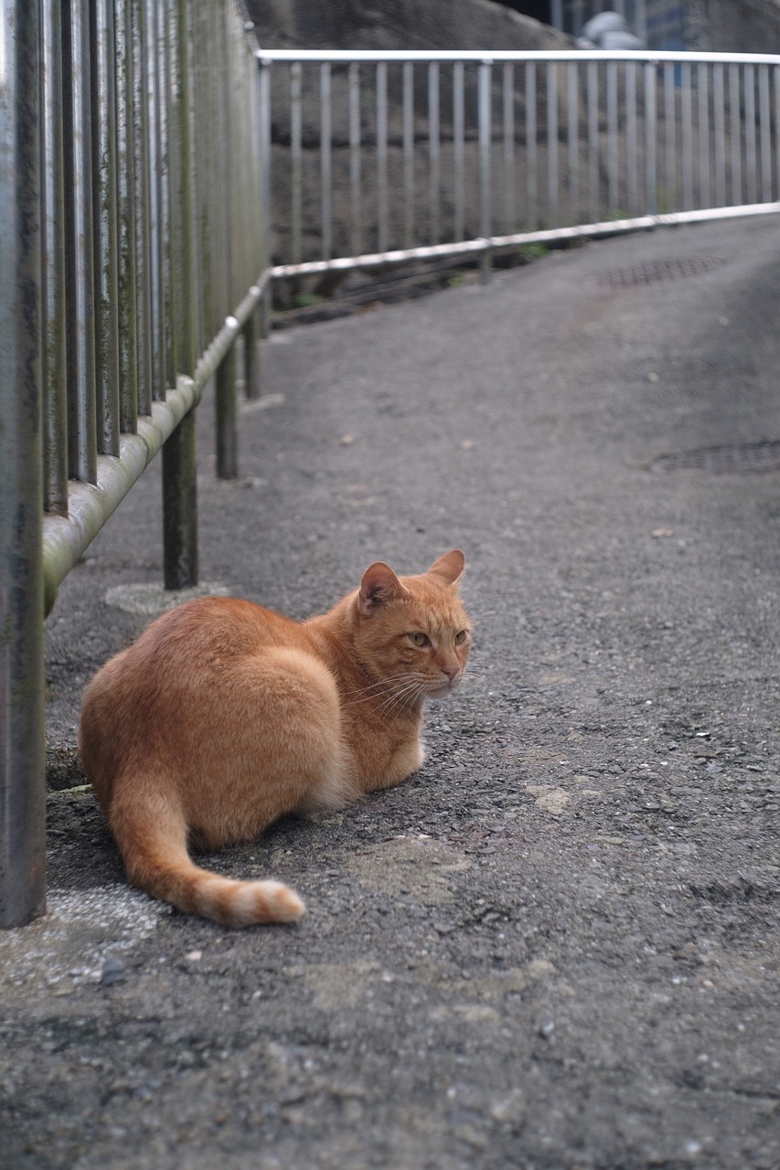 xinbei monkey cave cat free photo