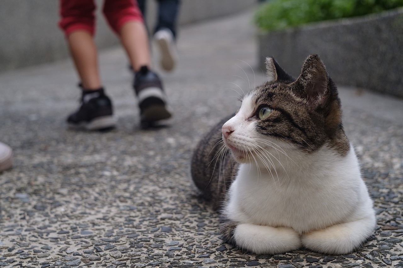 xinbei monkey cave cat free photo