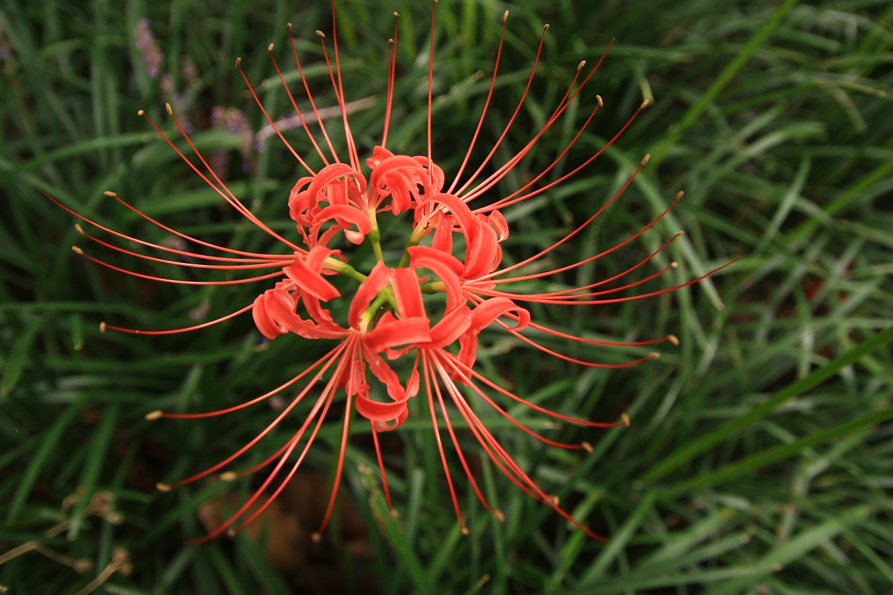 xishan  flowers  lycoris squamigera free photo