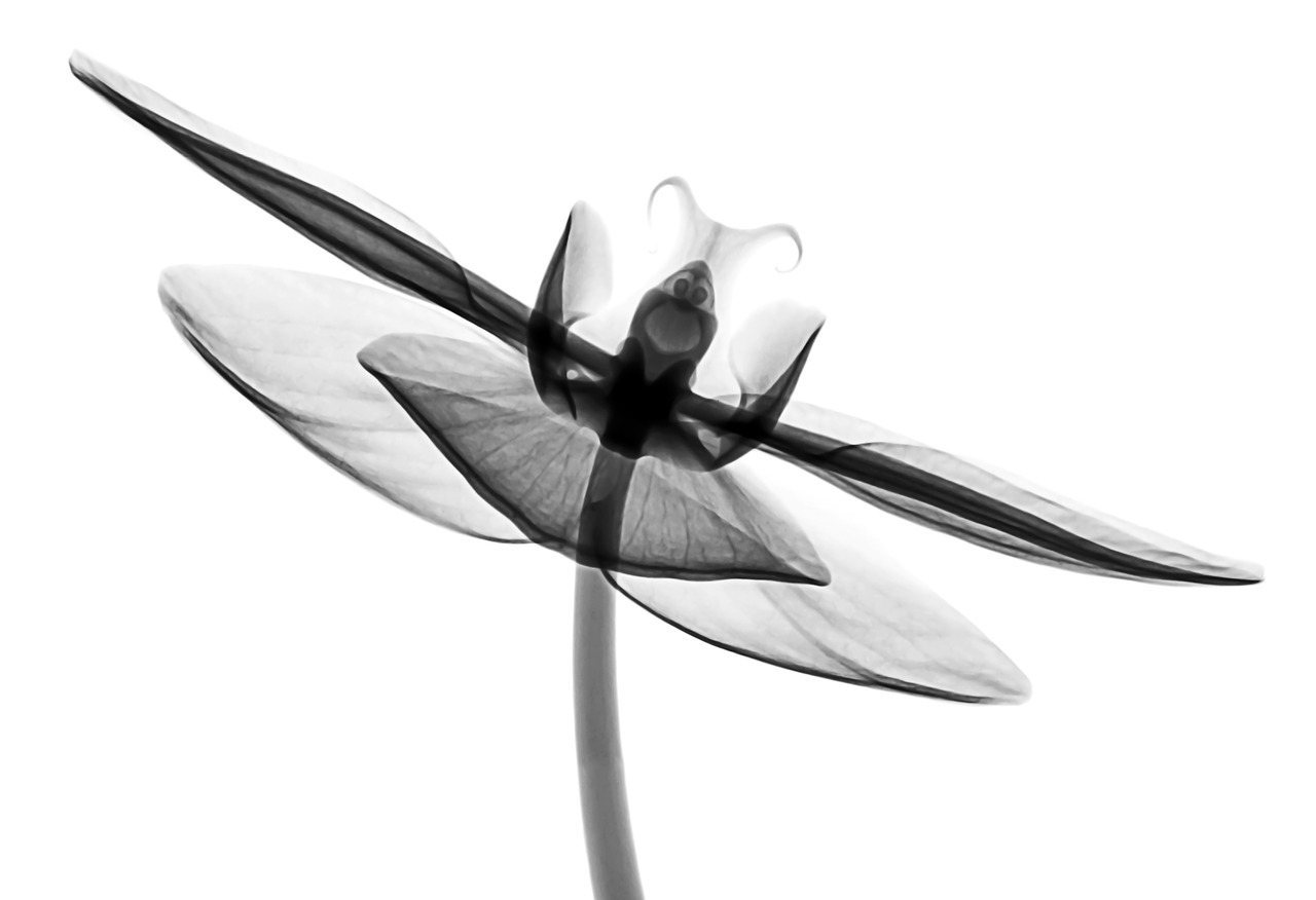 xray  flower  orchid free photo
