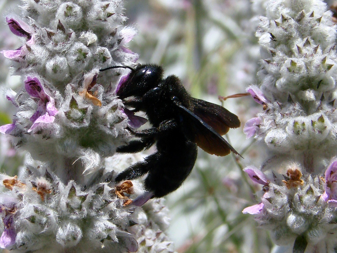 xylocapa carpenter bee insect free photo