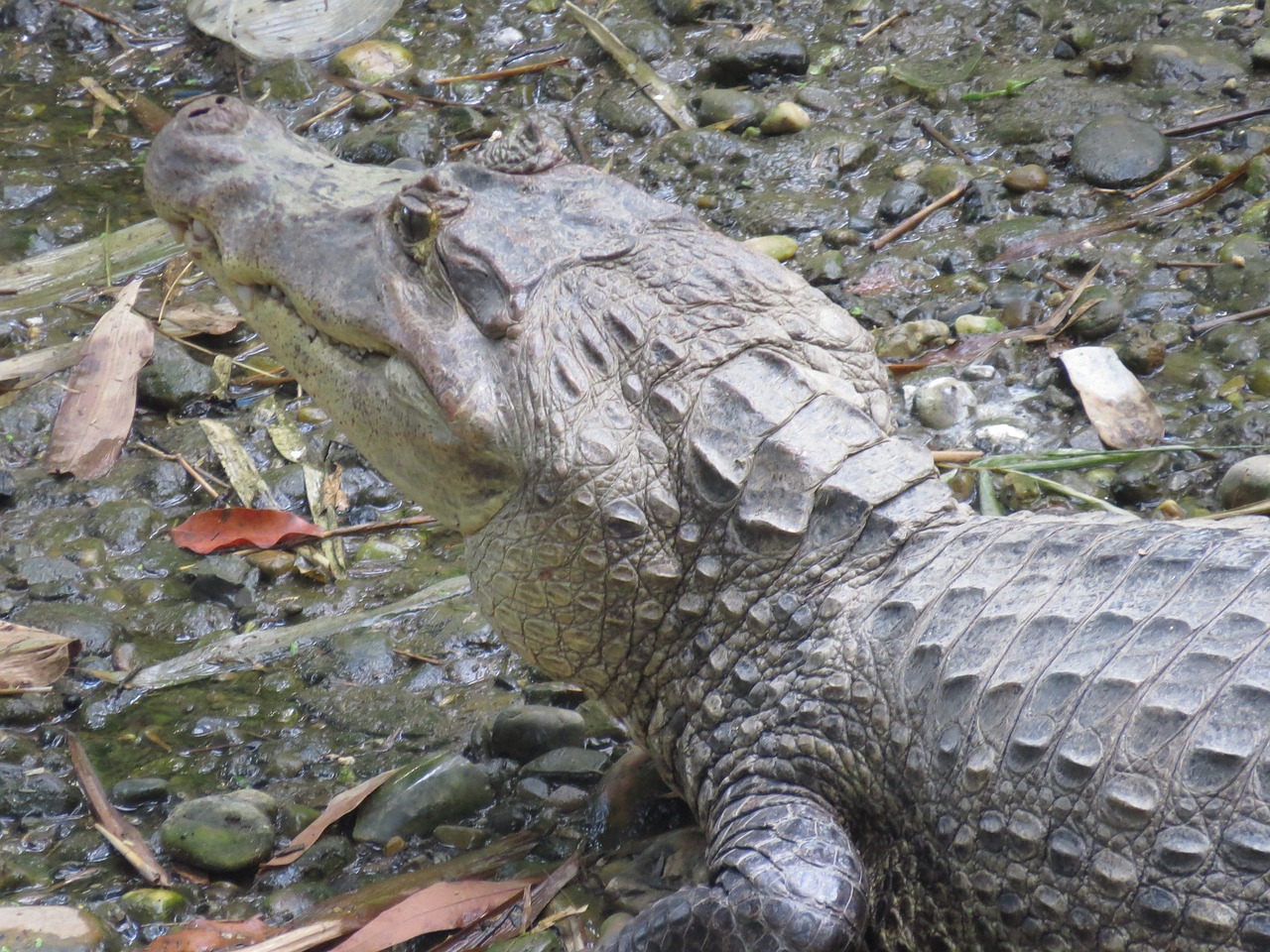 yacaré cayman alligator free photo