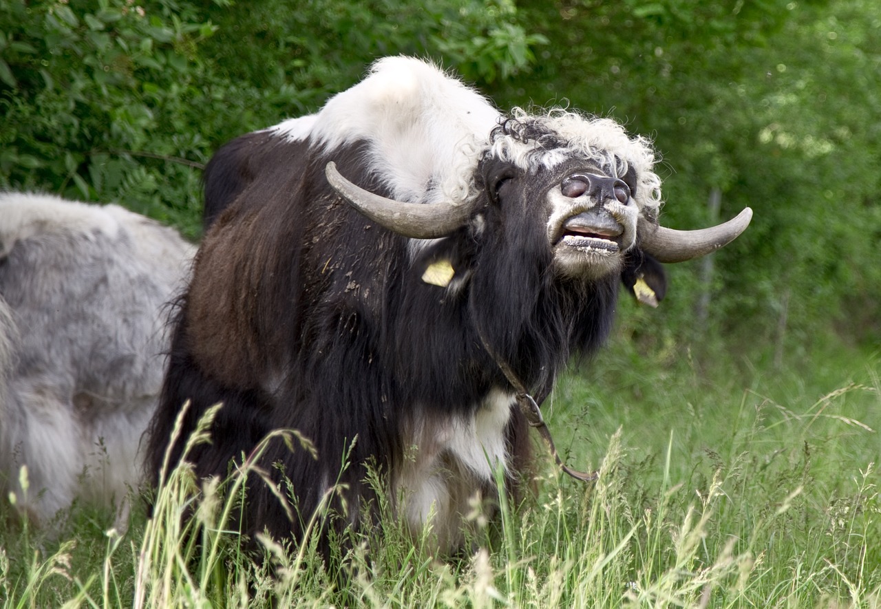 yak beef cattle free photo