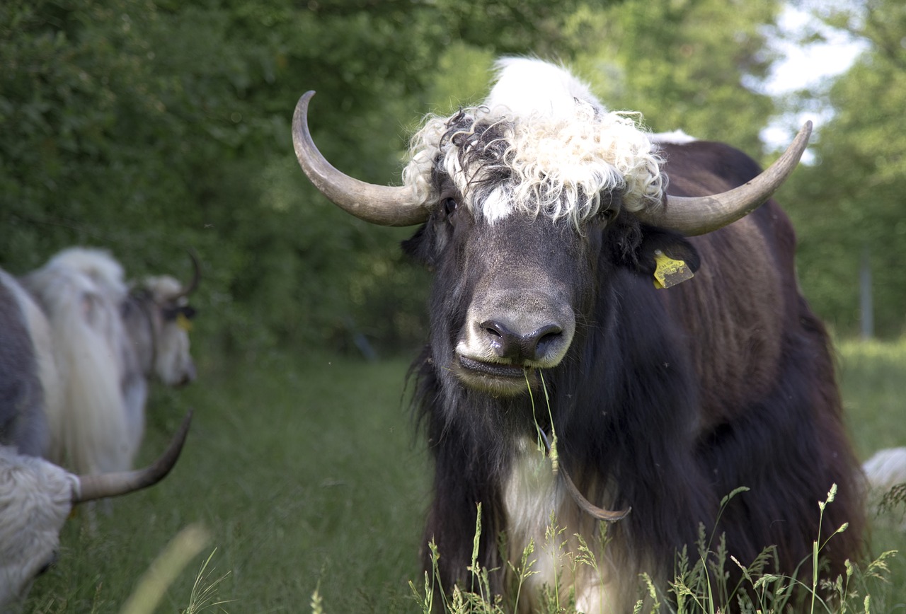 yak beef cattle free photo