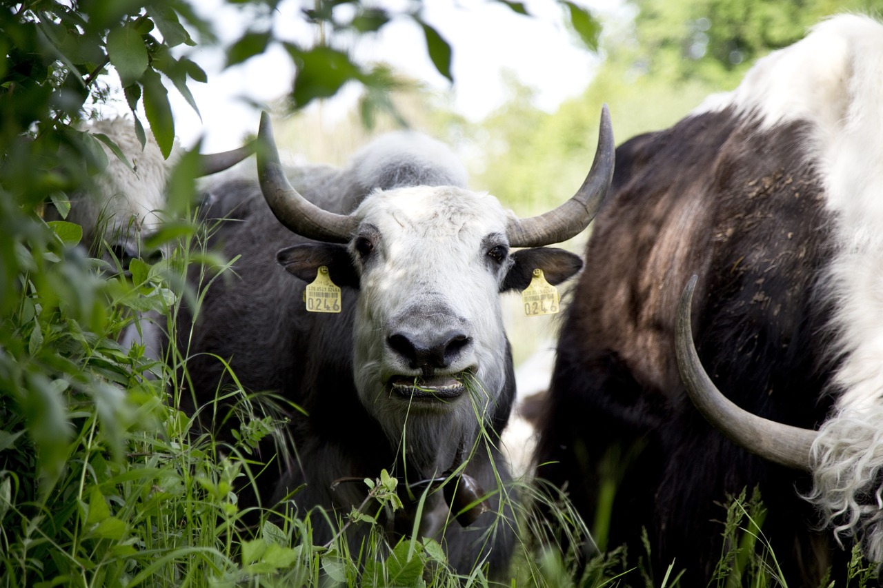 yak calf beef free photo