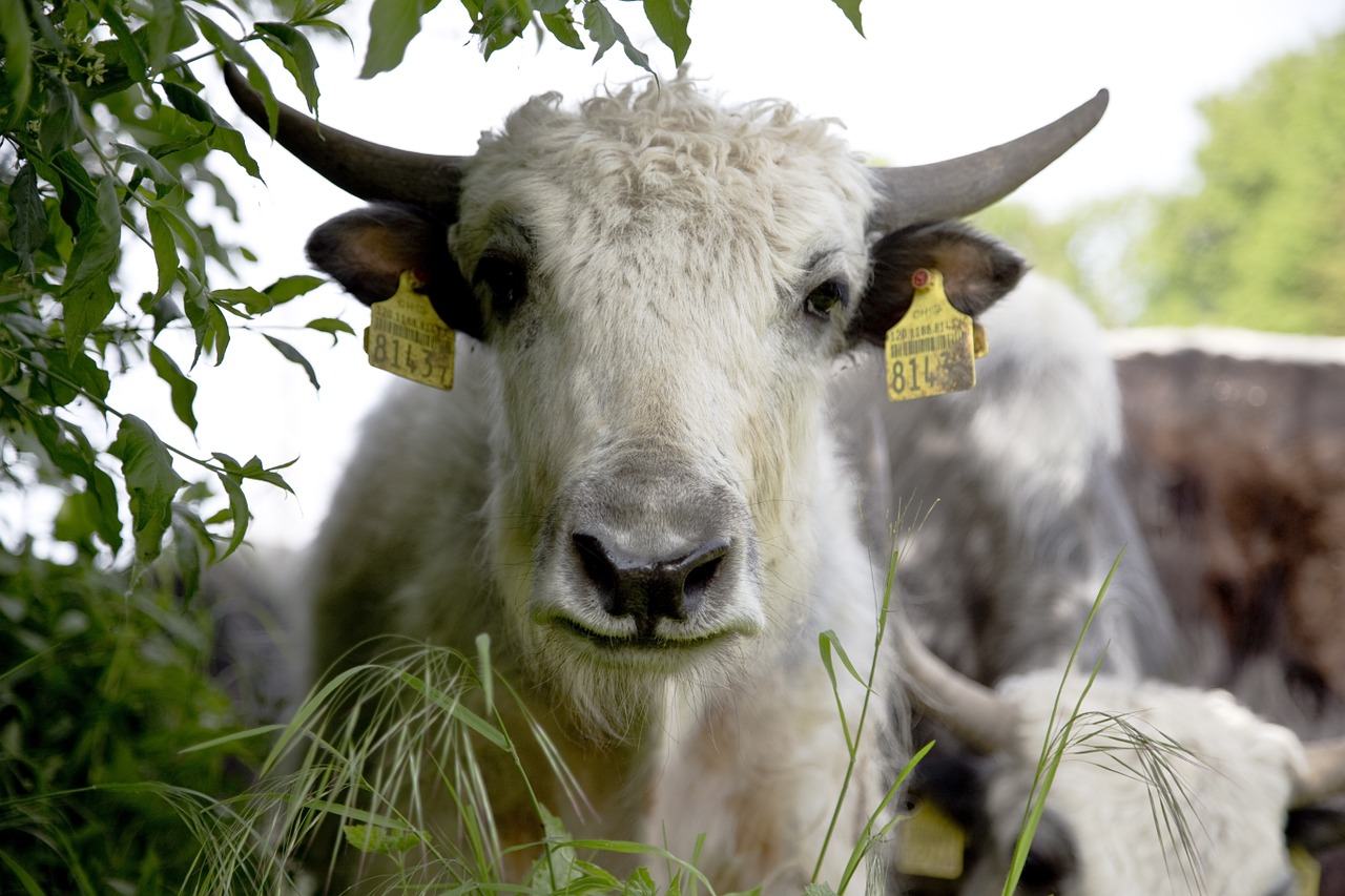 yak calf beef free photo