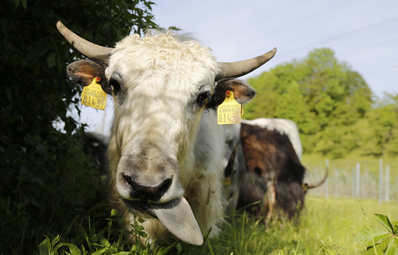 yak calf beef free photo