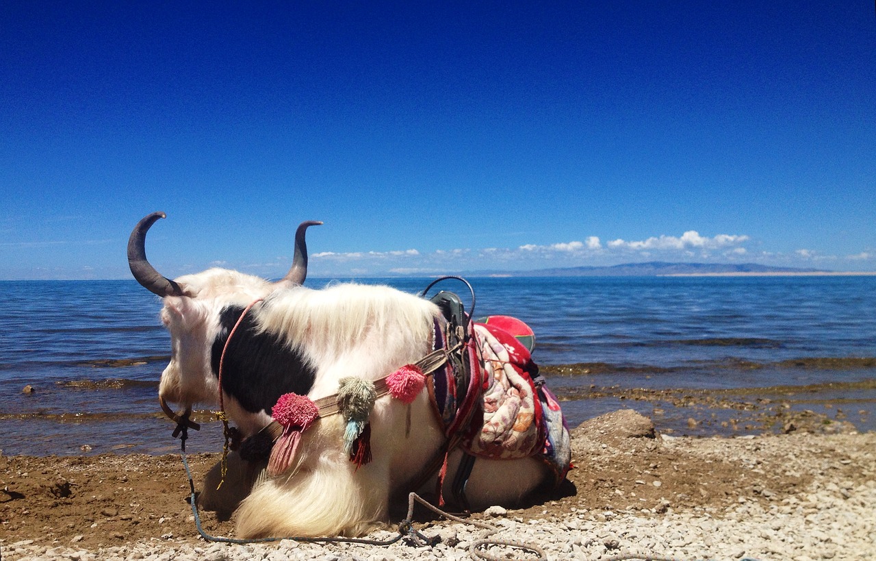 yak qinghai lake blue sky free photo