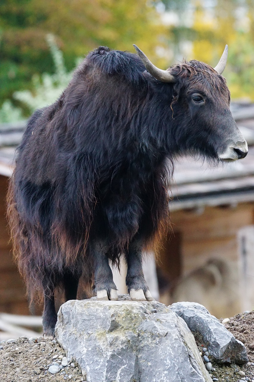 yak beef domestic cattle free photo