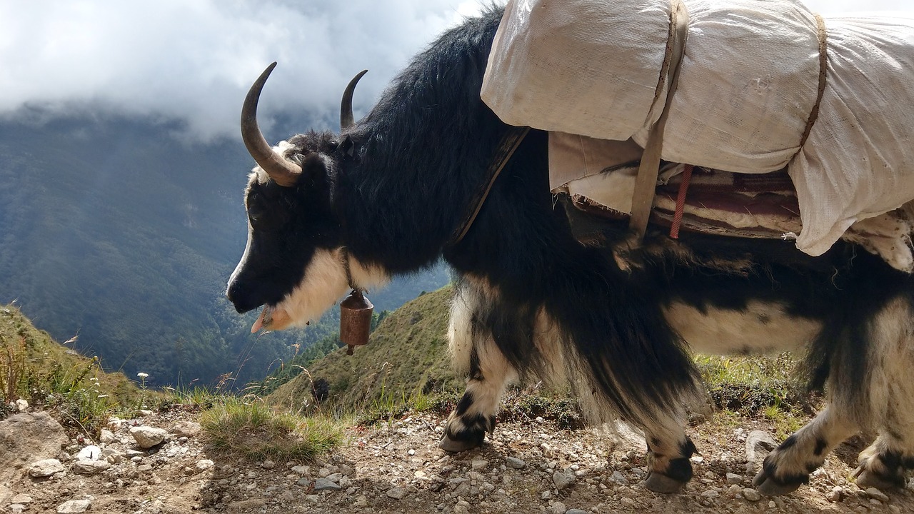 yak nepal alpine free photo