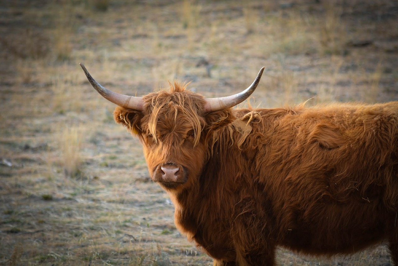 yak livestock horns free photo