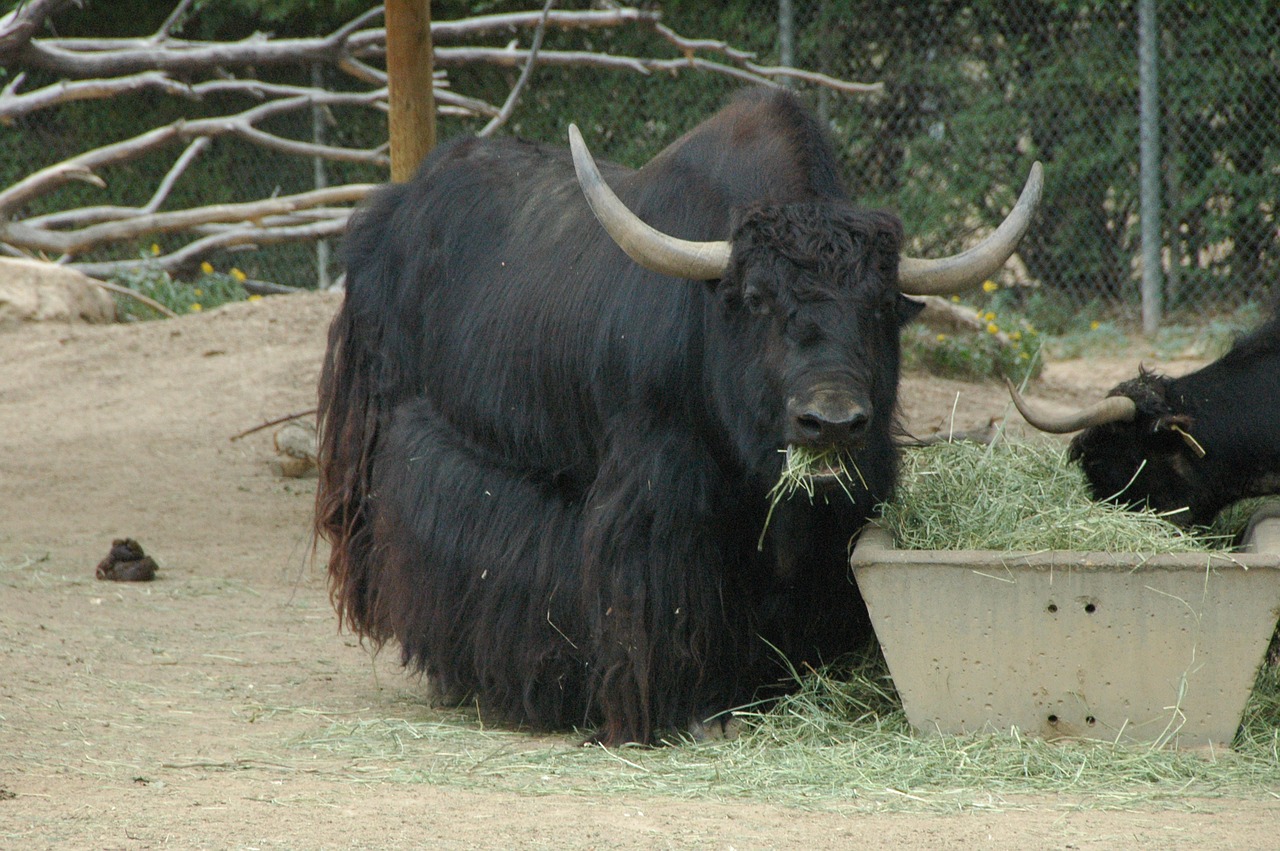 yak eating hay free photo