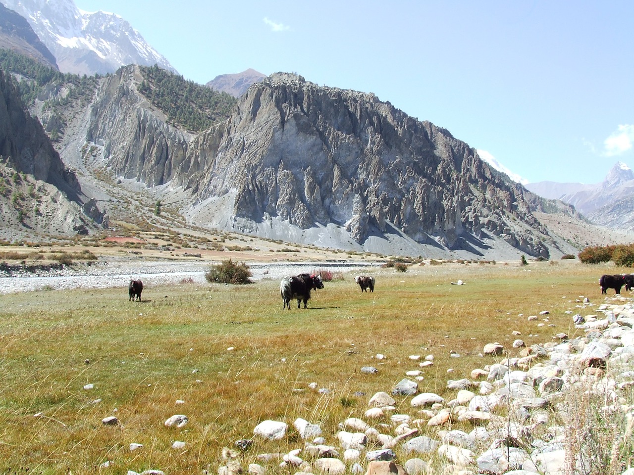 yak mountains himalayan free photo