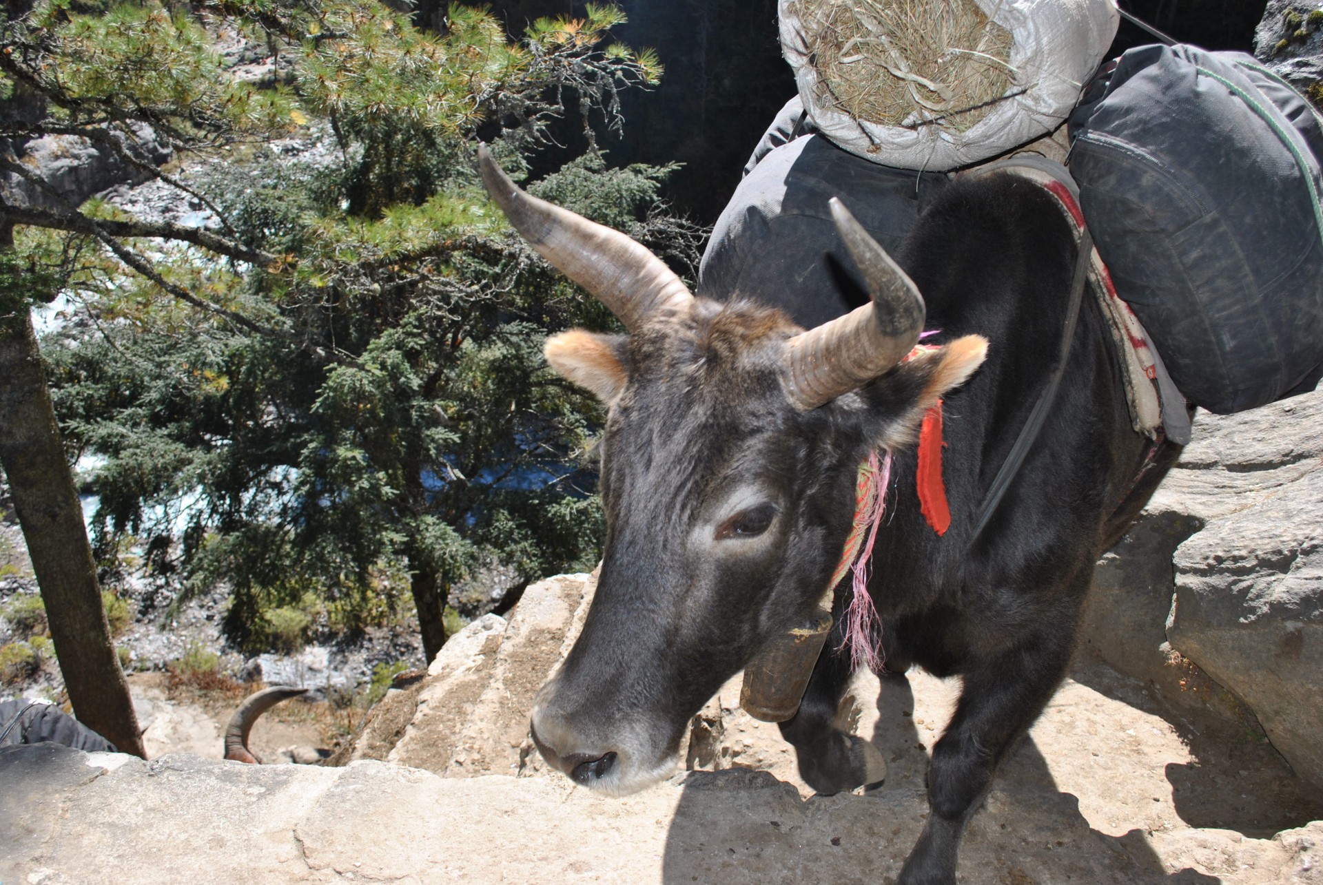 yak supplies carrying free photo