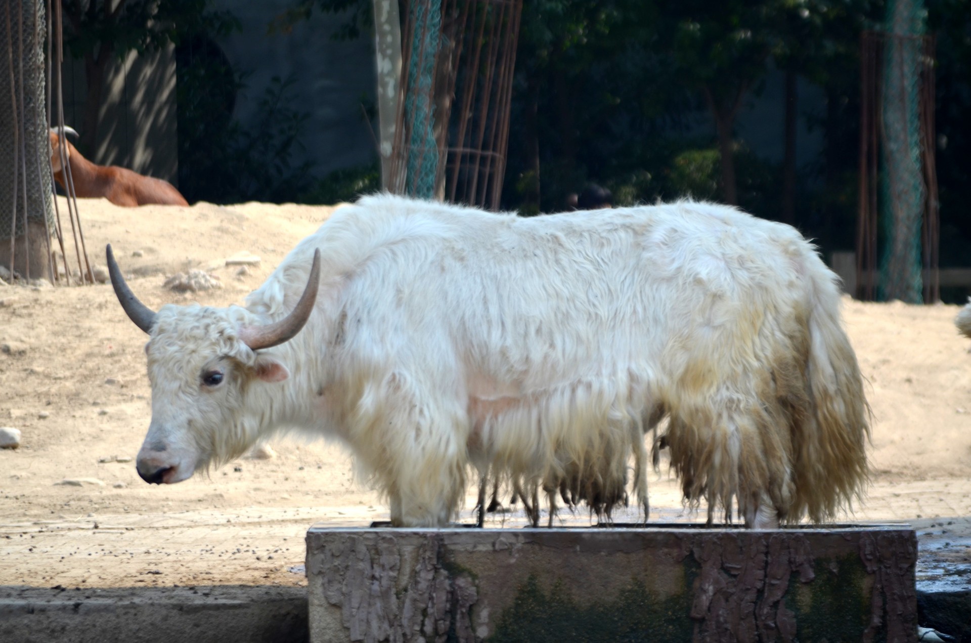 animals yak china free photo