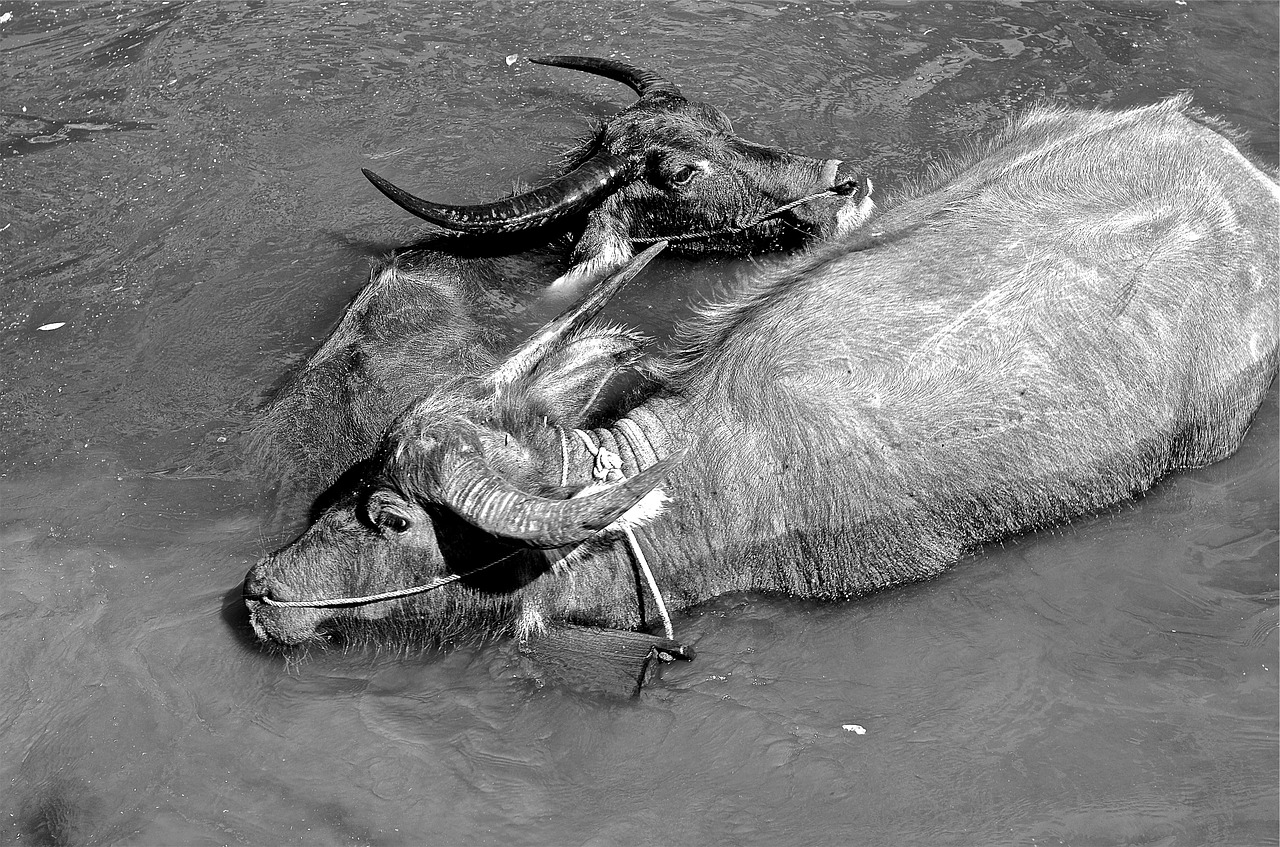 yaks animals hors free photo