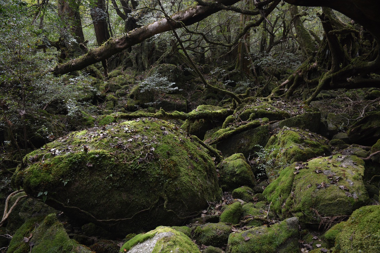 yakushima island princess mononoke moss free photo