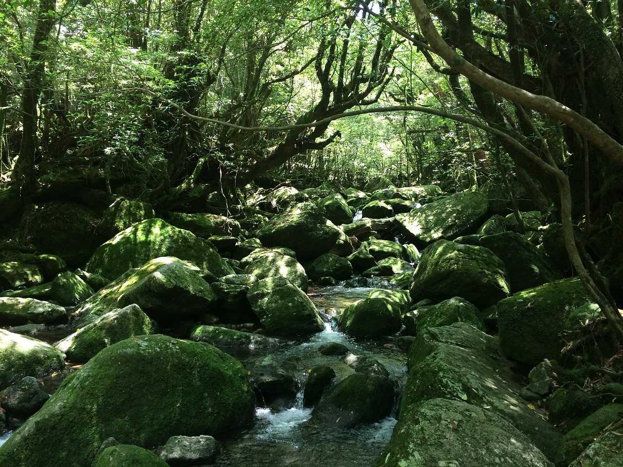 yakushima island natural mononoke free photo