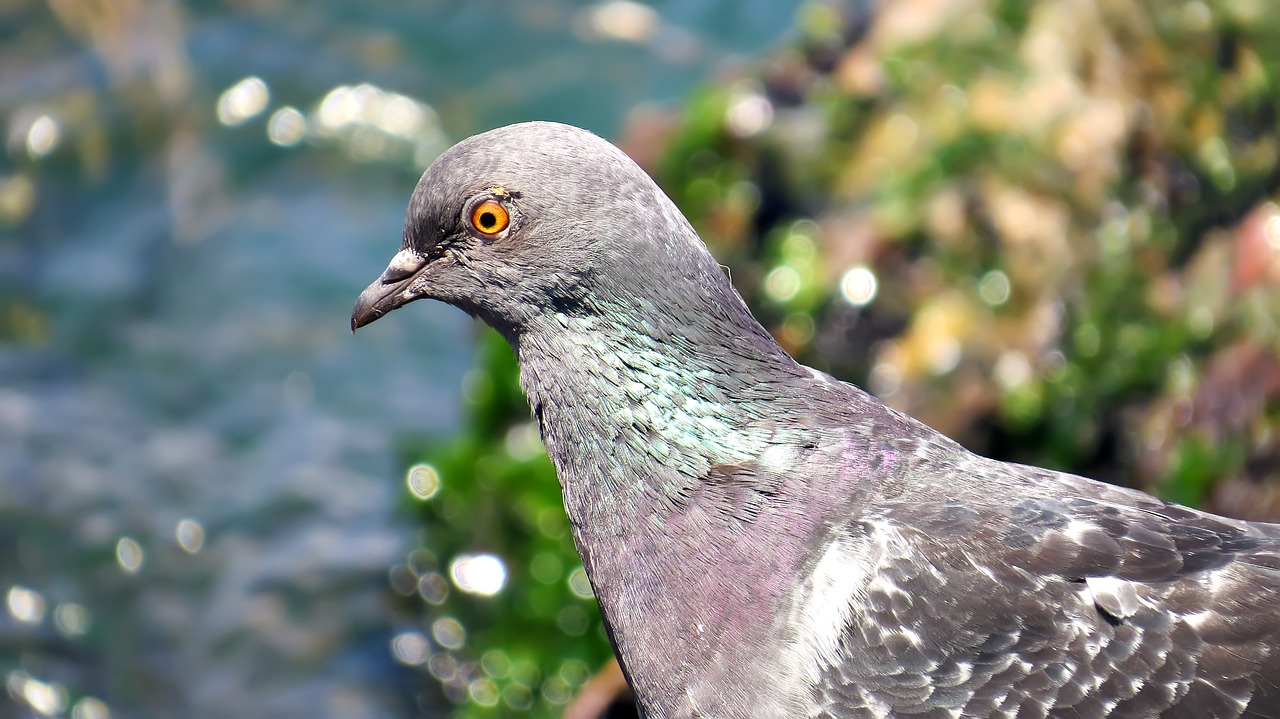 yalova pigeon bird free photo