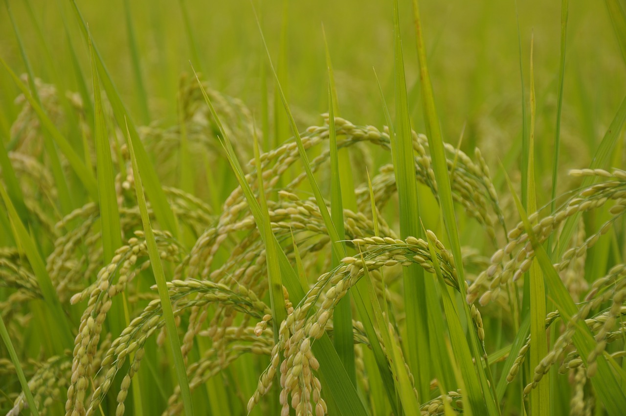 yamada's rice fields rice usd free photo