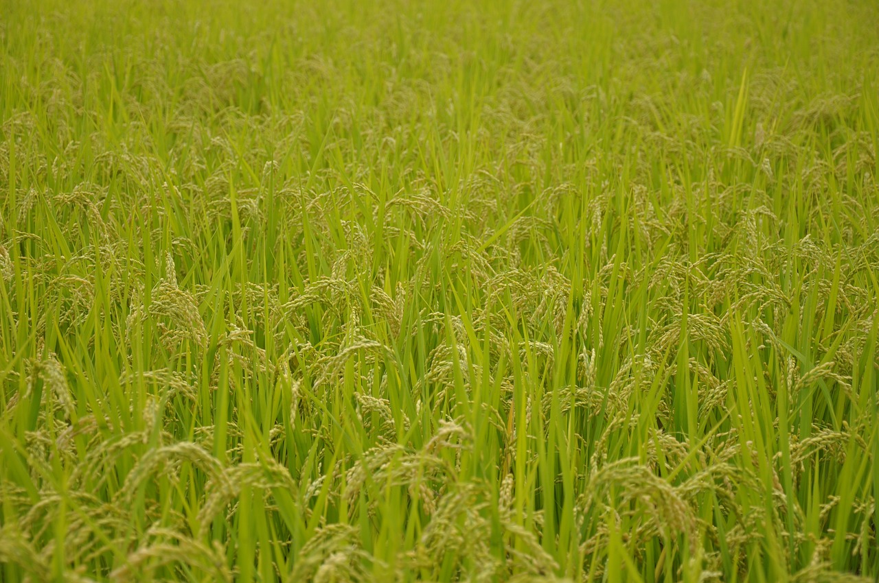 yamada's rice fields rice usd free photo