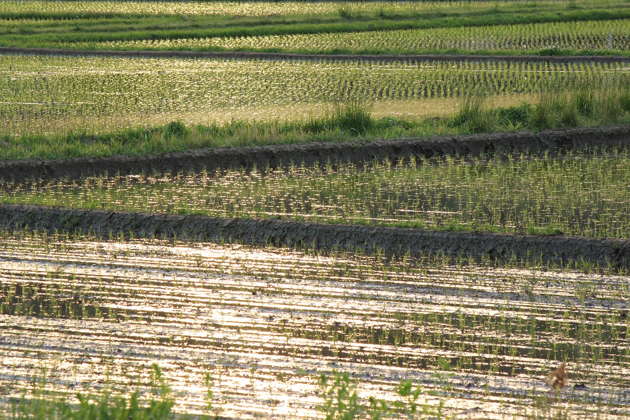yamada's rice fields countryside evening view free photo