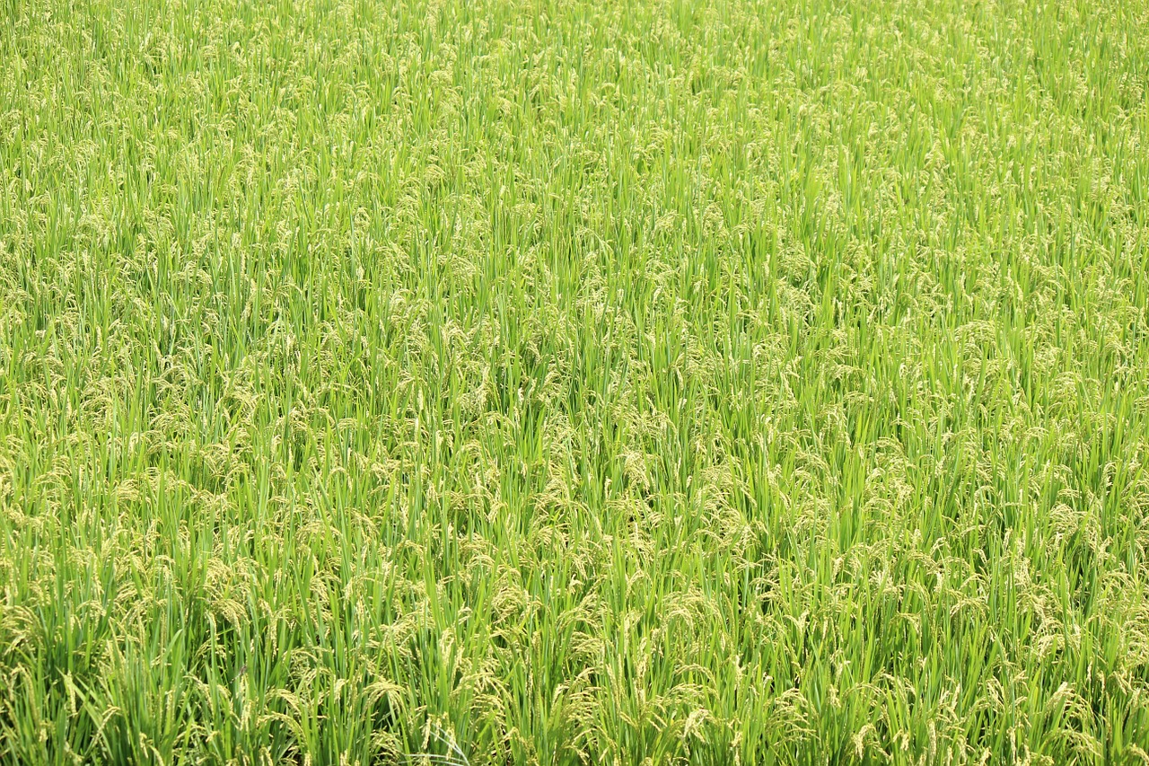 yamada's rice fields rice fukushima free photo