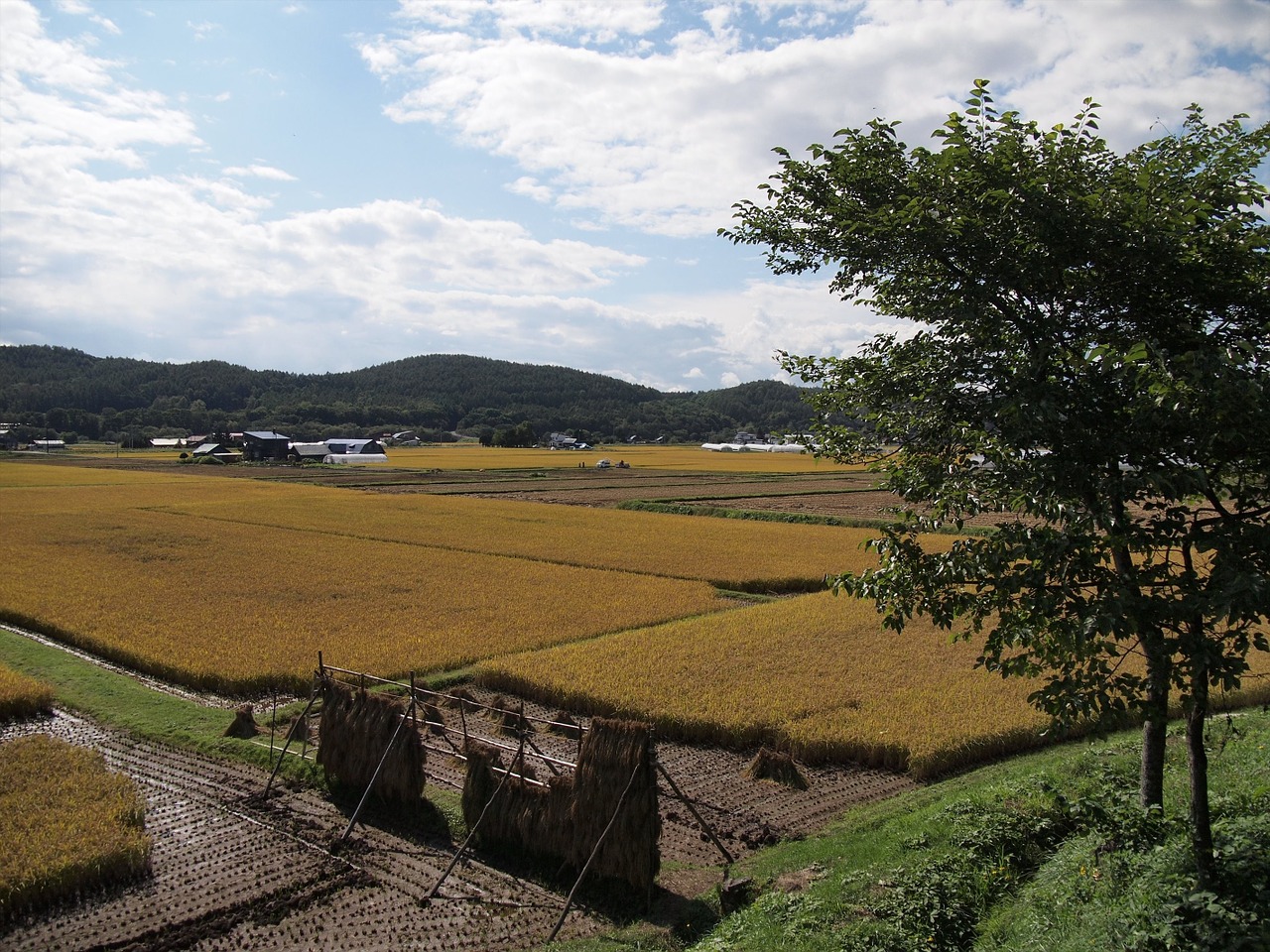 yamada's rice fields ear of rice agriculture free photo