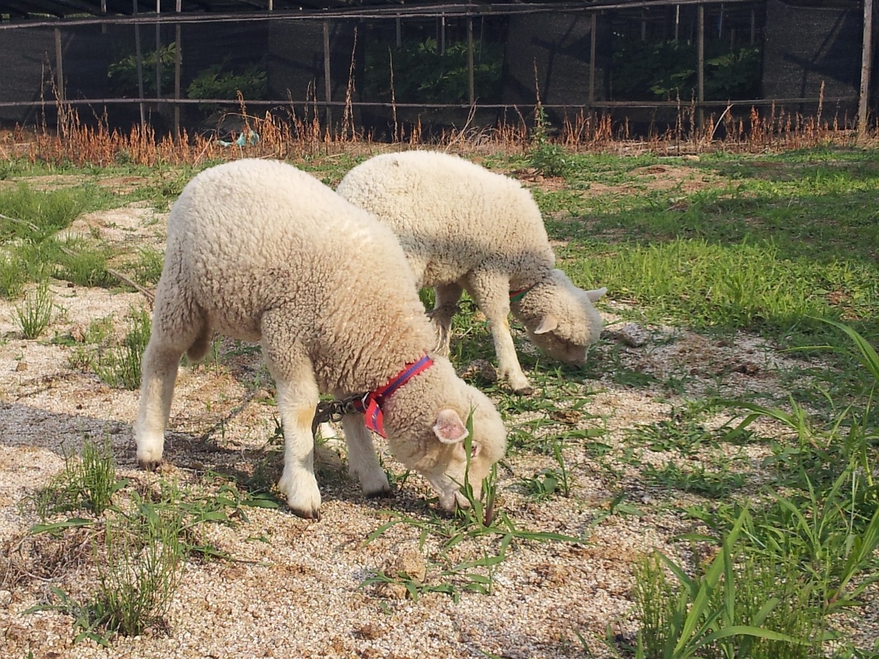 yang nature farm free photo