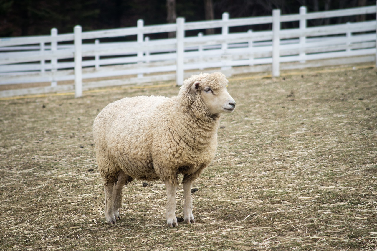 yang sheep animal free photo