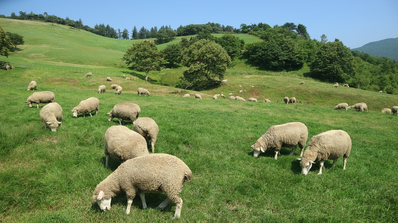 yang  grass  farm free photo