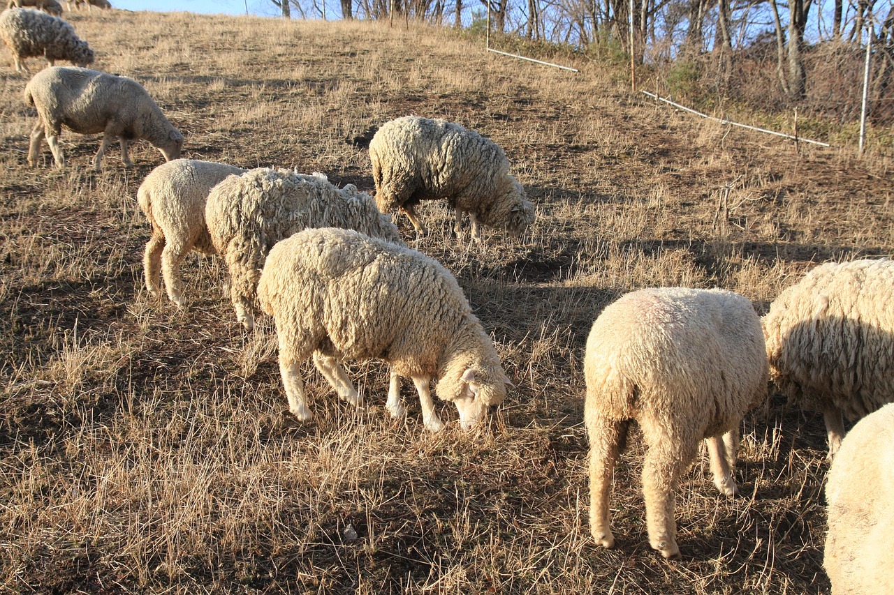 yang a flock of sheep daegwallyeong free photo