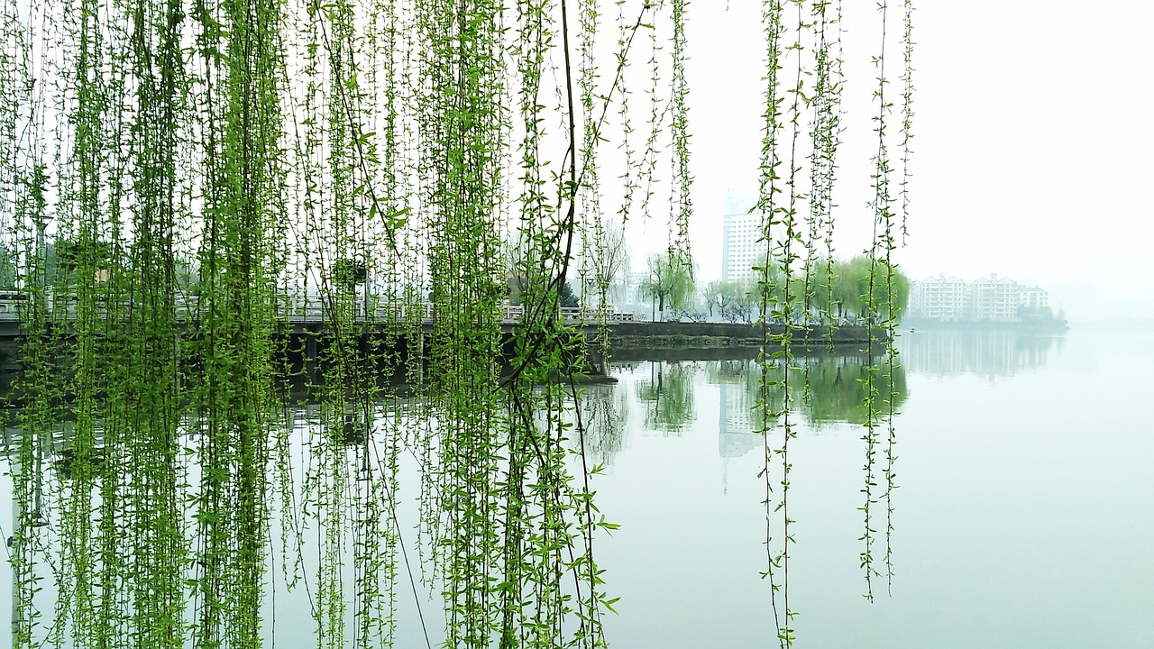 yang lan lake willow lake free photo