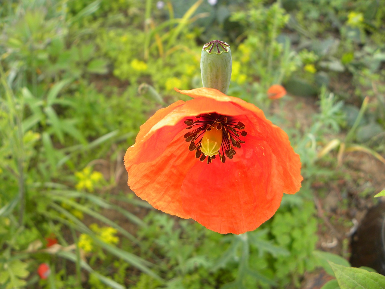 yanggwibikkot orange flower nature free photo