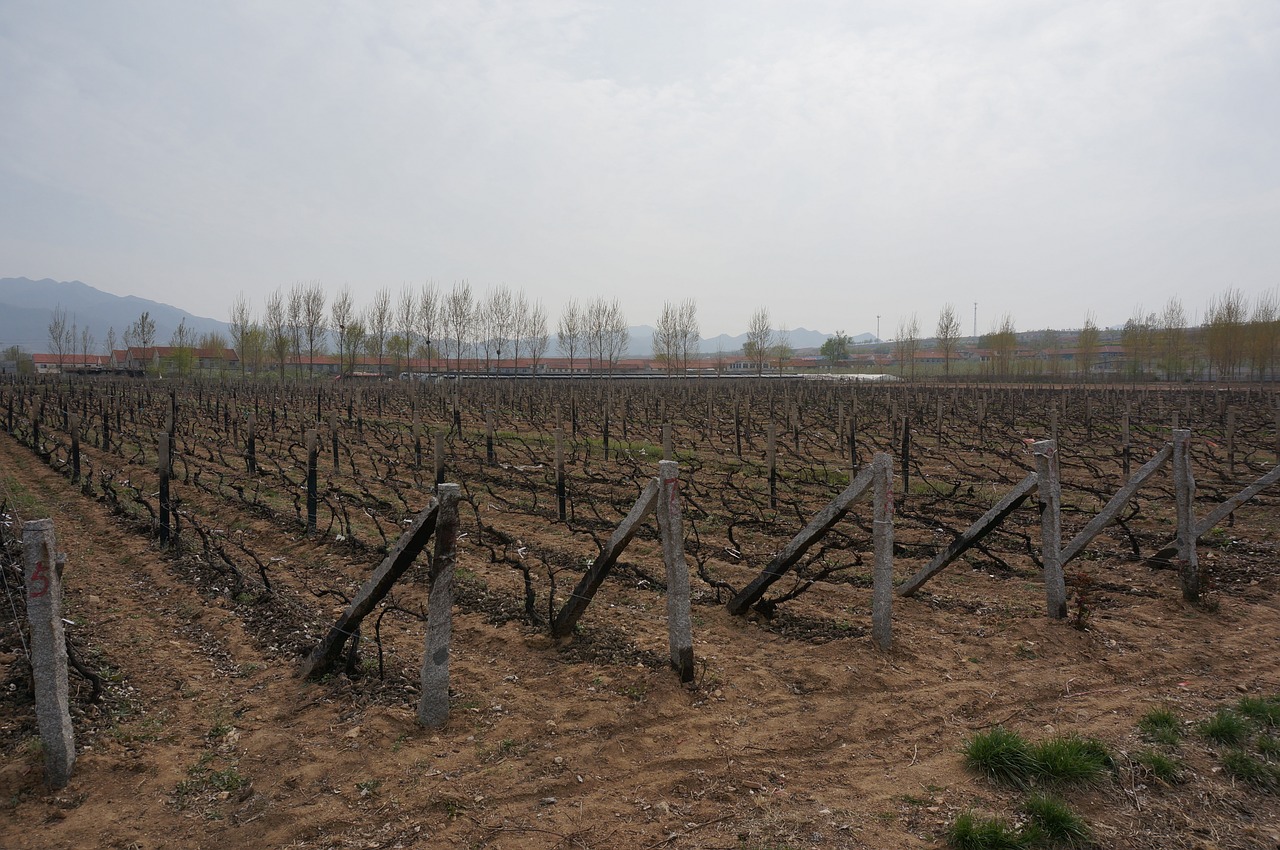 yantai wine base free photo