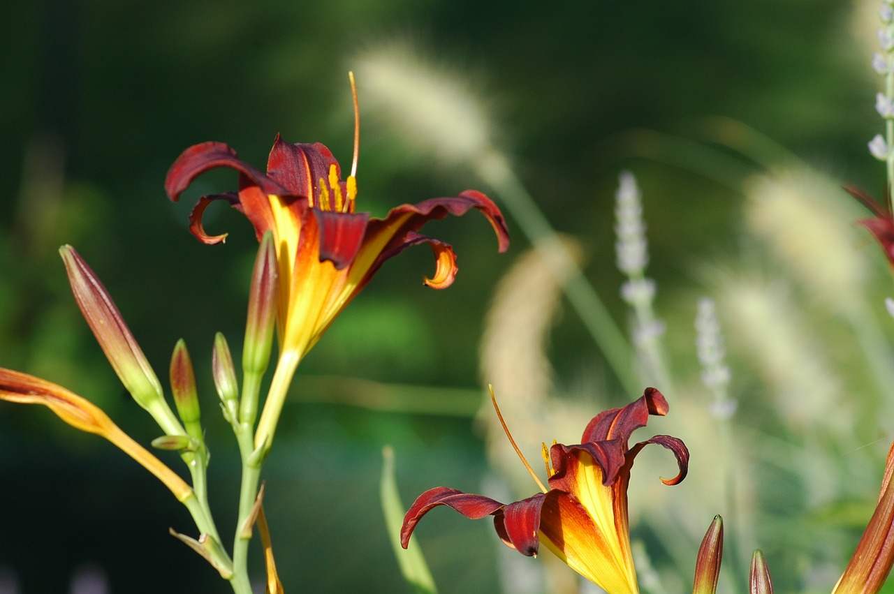 yard  garden  flowers free photo