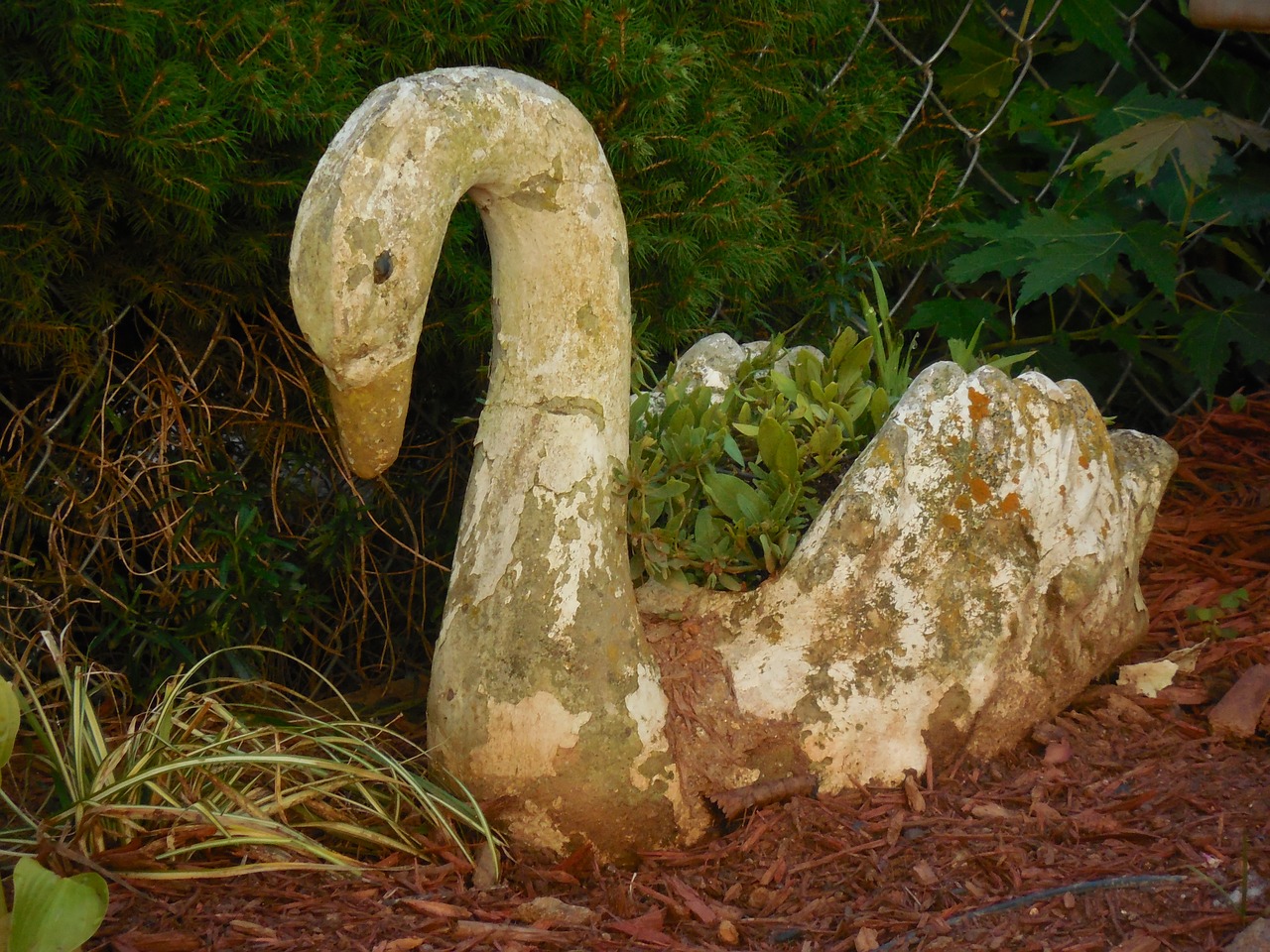 yard art swan bird free photo