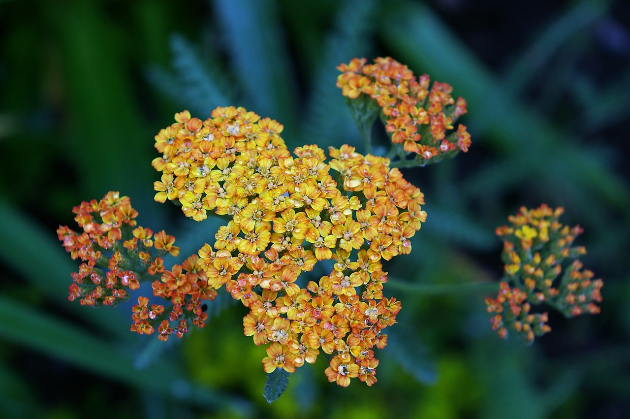 yarrow plant blossom free photo