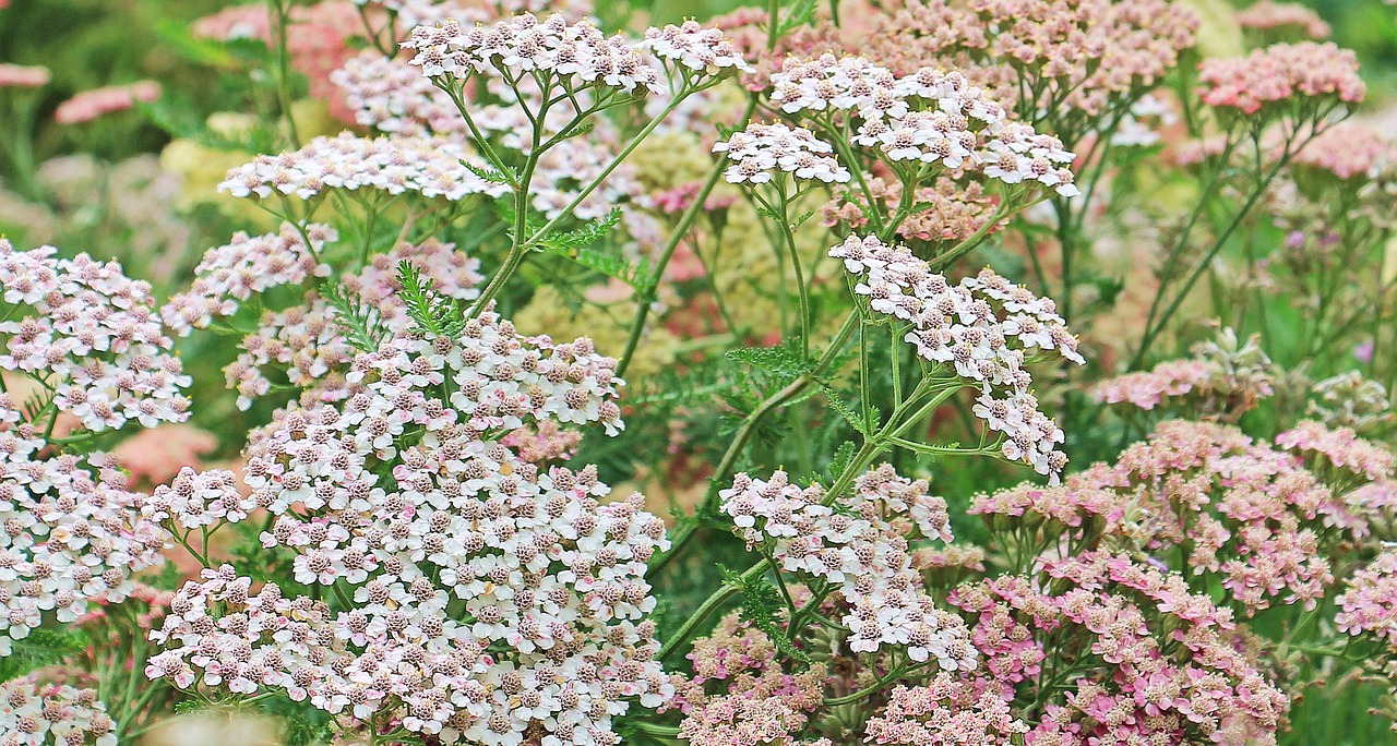 yarrow composites medicinal plant free photo