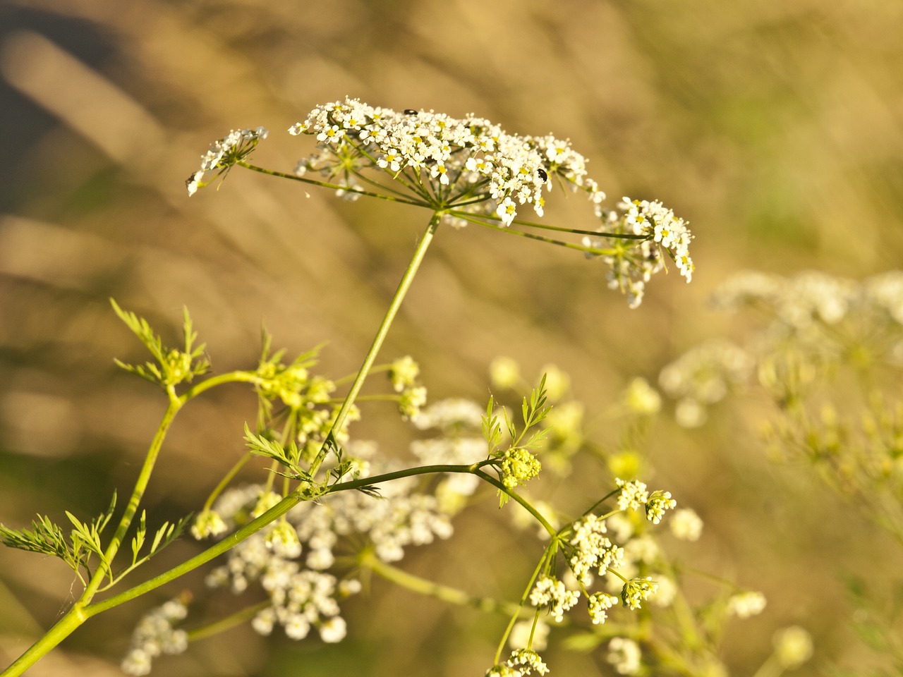 yarrow herb meadow free photo