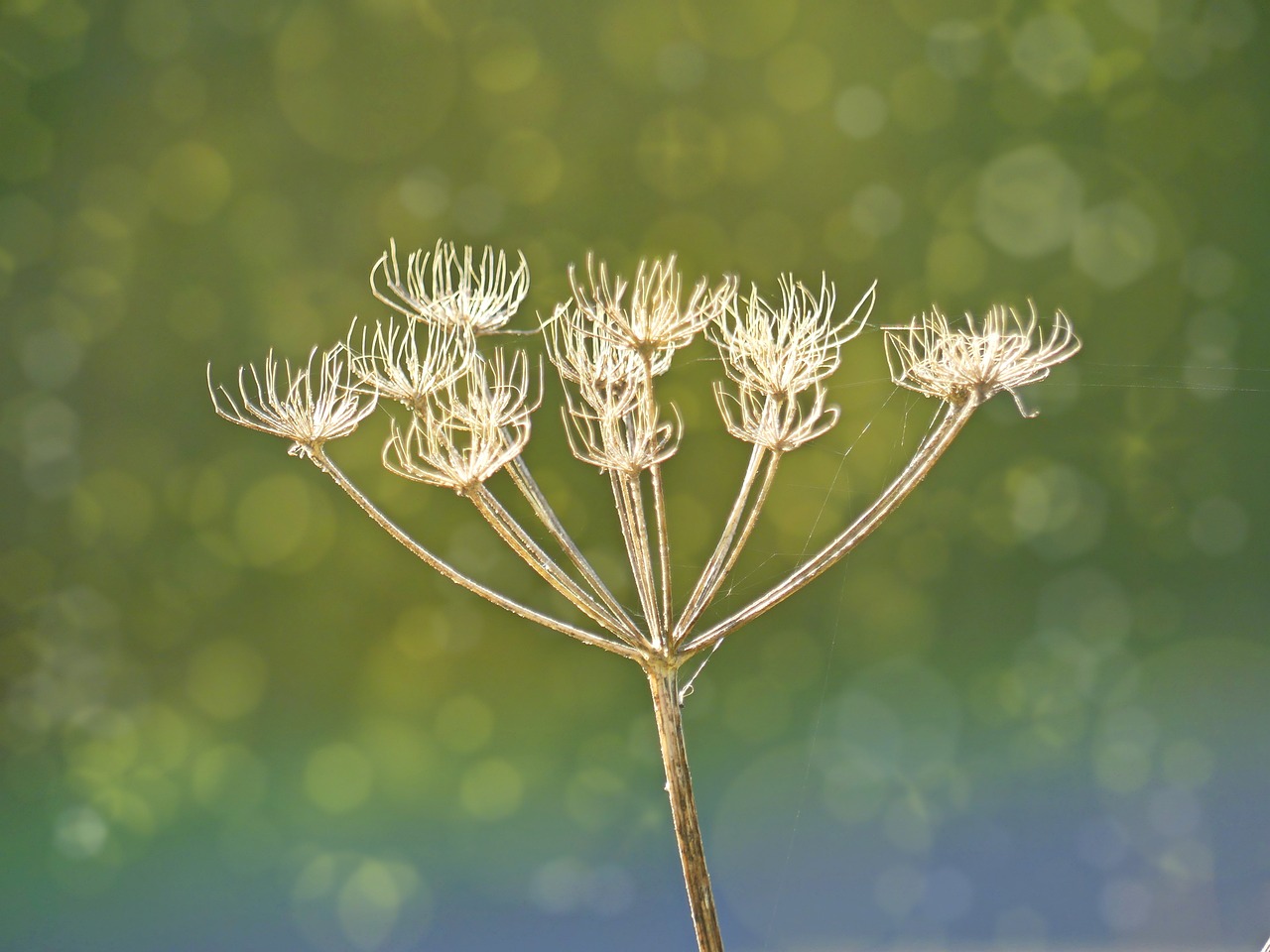 yarrow plant frost free photo