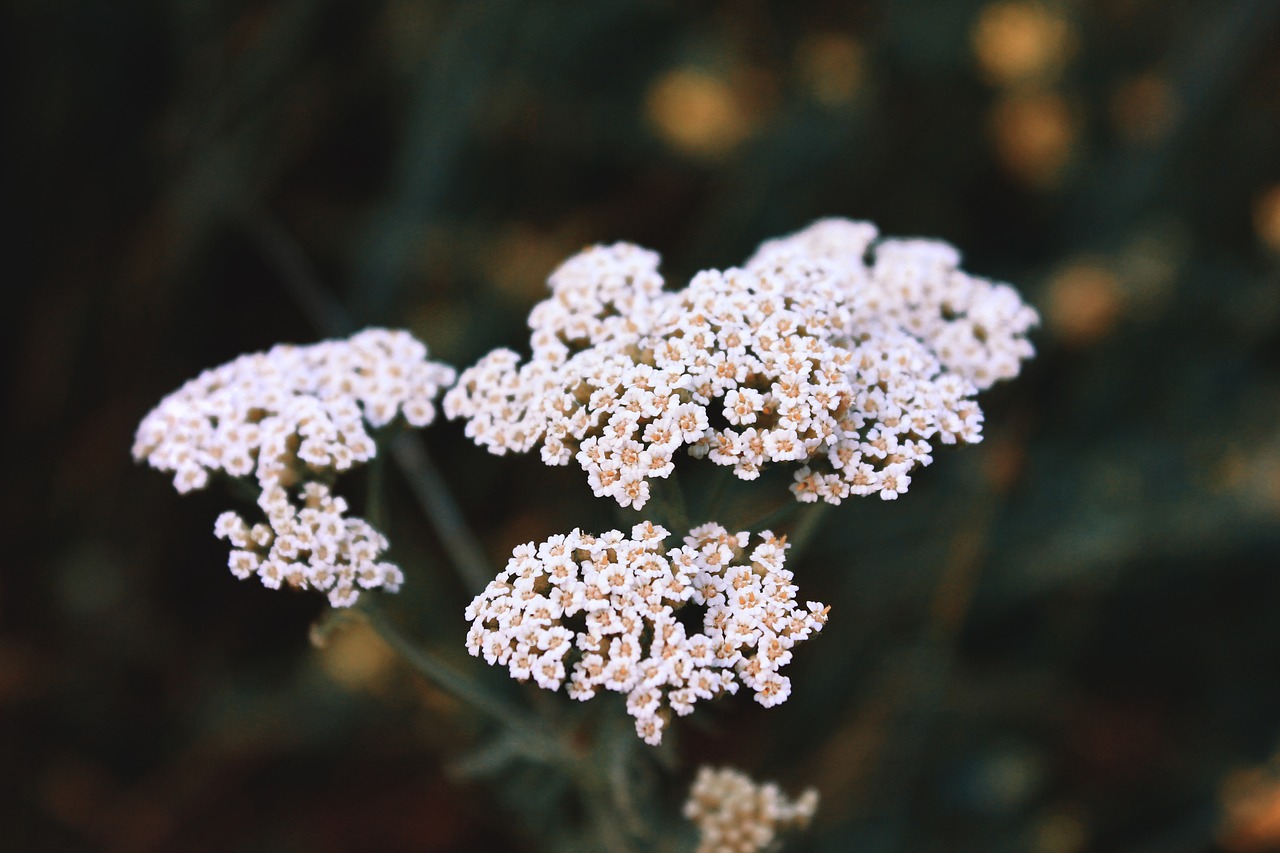 yarrow macro flowers free photo