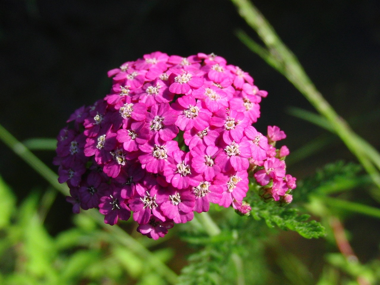 yarrow medicinal plant plant free photo