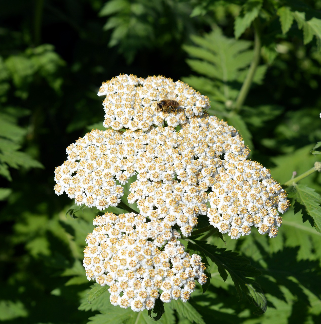 yarrow wild plant bloom free photo